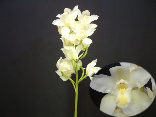 Cymbidium Snow Flake.jpg